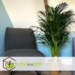 Dypsis Lutescens - Areca Goudpalm - Pot 21cm - Hoogte 100-120cm -GroenThuis Voordeel 1000030984 0103