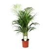 Dypsis Lutescens - Areca Goudpalm - Pot 21cm - Hoogte 100-120cm -GroenThuis Voordeel 1000030984