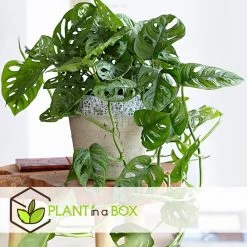 Monstera Monkey-Mask - Pot 12cm - Hoogte 20-30cm 7 Monstera Monkey-Mask - Pot 12cm - Hoogte 20-30cm -GroenThuis Voordeel 1000030985 0101