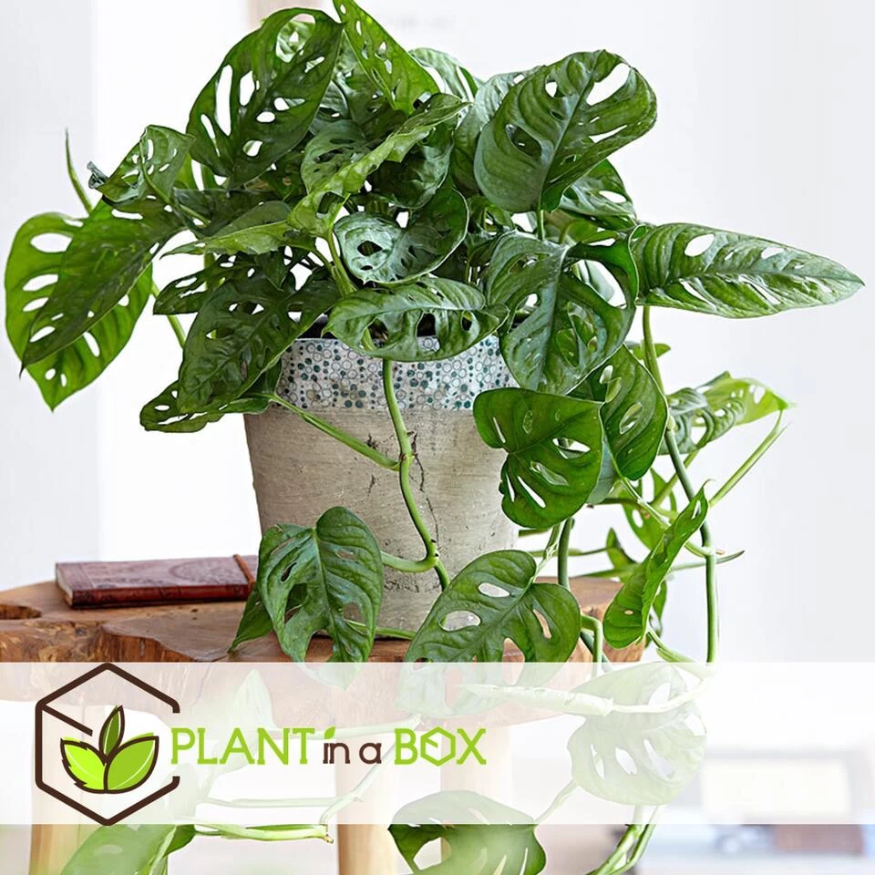 Monstera Monkey-Mask - Pot 12cm - Hoogte 20-30cm 4 Monstera Monkey-Mask - Pot 12cm - Hoogte 20-30cm - Afbeelding 2