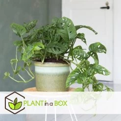 Monstera Monkey-Mask - Pot 12cm - Hoogte 20-30cm 8 Monstera Monkey-Mask - Pot 12cm - Hoogte 20-30cm -GroenThuis Voordeel 1000030985 0102