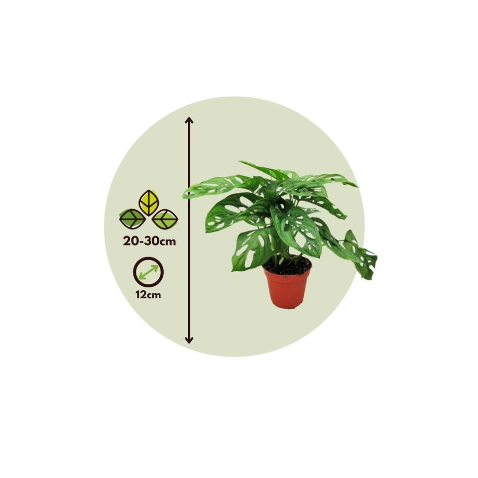 Monstera Monkey-Mask - Pot 12cm - Hoogte 20-30cm 6 Monstera Monkey-Mask - Pot 12cm - Hoogte 20-30cm - Afbeelding 4
