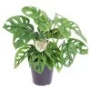 Monstera Monkey-Mask - Pot 12cm - Hoogte 20-30cm -GroenThuis Voordeel 1000030985