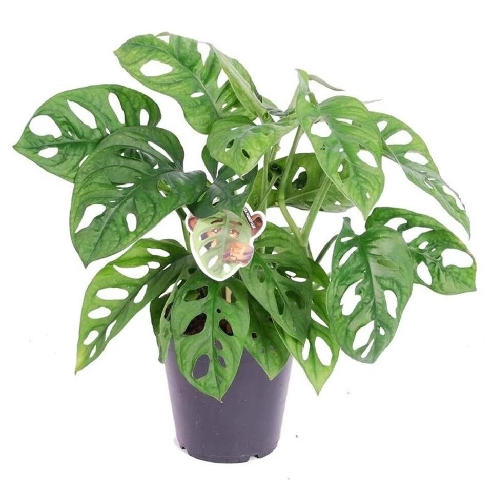 Monstera Monkey-Mask - Pot 12cm - Hoogte 20-30cm 3 Monstera Monkey-Mask - Pot 12cm - Hoogte 20-30cm