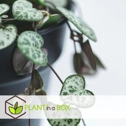 Ceropegia Woodii - Chinees Lantaarnplantje - Pot 14cm - Hoogte 10-20cm -GroenThuis Voordeel 1000030986 0103