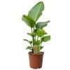 Strelitzia Nicolai - Paradijsvogelplant - Pot 17cm - Hoogte 55-70cm -GroenThuis Voordeel 1000030992