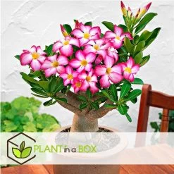 Adenium Obesum - Set Van 2 - Woestijnroos Bloeiend - Pot 10.5cm - Hoogte 25-40cm -GroenThuis Voordeel 1000030993 0101