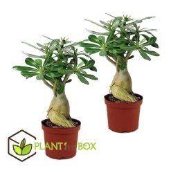 Adenium Obesum - Set Van 2 - Woestijnroos Bloeiend - Pot 10.5cm - Hoogte 25-40cm -GroenThuis Voordeel 1000030993 0102