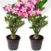 Adenium Obesum - Set Van 2 - Woestijnroos Bloeiend - Pot 10.5cm - Hoogte 25-40cm -GroenThuis Voordeel 1000030993
