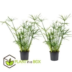 Cyperus Alternifolius - Set Van 2 - Pot 14cm - Hoogte 40-50cm -GroenThuis Voordeel 1000030995 0102