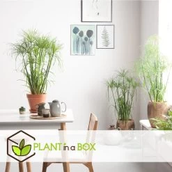 Cyperus Alternifolius - Set Van 2 - Pot 14cm - Hoogte 40-50cm -GroenThuis Voordeel 1000030995 0103