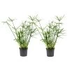 Cyperus Alternifolius - Set Van 2 - Pot 14cm - Hoogte 40-50cm -GroenThuis Voordeel 1000030995
