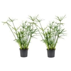 Cyperus Alternifolius - Set Van 2 - Pot 14cm - Hoogte 40-50cm