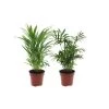 Mini Indoor Palmmix - Set Van 2 - Pot 12cm - Hoogte 25-40cm -GroenThuis Voordeel 1000043633