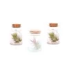 Plant In A Box - Mix Van 3 Tillandsia - Luchtplantjes In Glazen Deco Flesje