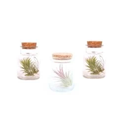 Plant In A Box - Mix Van 3 Tillandsia - Luchtplantjes In Glazen Deco Flesje