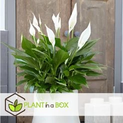 Spathiphyllum 'Lepelplant' - Set Van 6 - Pot 12cm - Hoogte 30-40cm -GroenThuis Voordeel 1000043638 0101