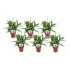 Spathiphyllum 'Lepelplant' - Set Van 6 - Pot 12cm - Hoogte 30-40cm -GroenThuis Voordeel 1000043638