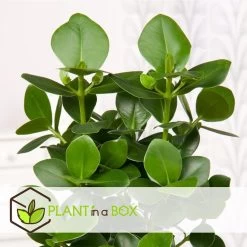 Clusia Rosea Princess - Set Van 2 - Pot 12cm - Hoogte 25-35cm -GroenThuis Voordeel 1000043639 0102