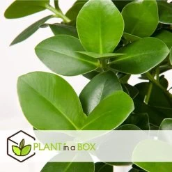 Clusia Rosea Princess - Set Van 2 - Pot 12cm - Hoogte 25-35cm -GroenThuis Voordeel 1000043639 0103