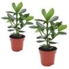 Clusia Rosea Princess - Set Van 2 - Pot 12cm - Hoogte 25-35cm -GroenThuis Voordeel 1000043639
