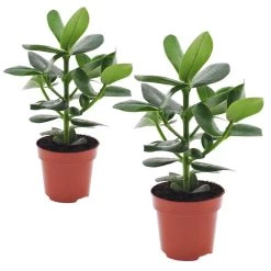 Clusia Rosea Princess - Set Van 2 - Pot 12cm - Hoogte 25-35cm