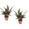 Calathea Insignis - Set Van 2 - Marantaceae - Pot 12cm - Hoogte 30-40cm -GroenThuis Voordeel 1000043640
