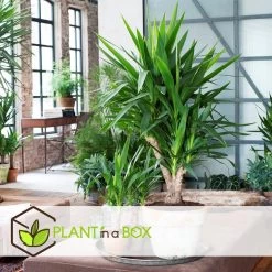 Yucca Elephantipes - Kamerpalm - Pot 17cm - Hoogte 70-80cm -GroenThuis Voordeel 1000043642 0101