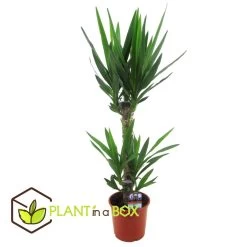Yucca Elephantipes - Kamerpalm - Pot 17cm - Hoogte 70-80cm -GroenThuis Voordeel 1000043642 0103