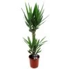 Yucca Elephantipes - Kamerpalm - Pot 17cm - Hoogte 70-80cm -GroenThuis Voordeel 1000043642