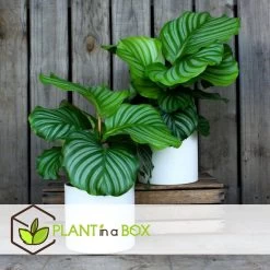 Calathea Orbifolia - Set Van 2 - Pauwenplant - Pot 21cm - Hoogte 55-60cm -GroenThuis Voordeel 1000043644 0102