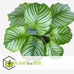 Calathea Orbifolia - Set Van 2 - Pauwenplant - Pot 21cm - Hoogte 55-60cm -GroenThuis Voordeel 1000043644 0103