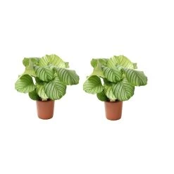 Calathea Orbifolia - Set Van 2 - Pauwenplant - Pot 21cm - Hoogte 55-60cm