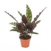 Calathea Insignis - Marantaceae - Pot 12cm - Hoogte 30-40cm