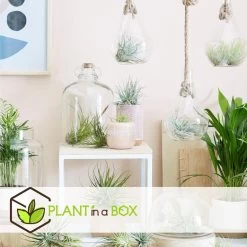 Mix Van 6 Tillandsia - Luchtplantjes In Glazen Deco Flesje -GroenThuis Voordeel 1000043649 0102