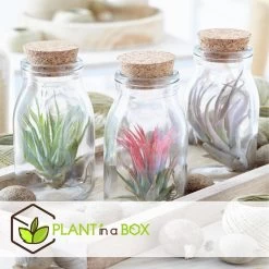 Mix Van 6 Tillandsia - Luchtplantjes In Glazen Deco Flesje -GroenThuis Voordeel 1000043649 0103