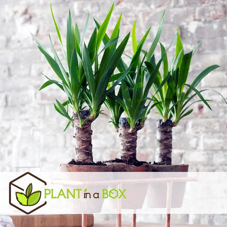 Yucca Elephantipes - Set Van 2 - Kamerpalm - Pot 17cm - Hoogte 70-80cm 4 Yucca Elephantipes - Set Van 2 - Kamerpalm - Pot 17cm - Hoogte 70-80cm - Afbeelding 2