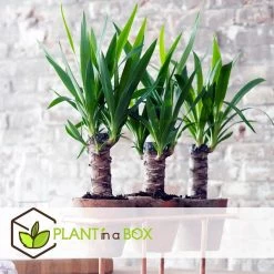 Yucca Elephantipes - Set Van 2 - Kamerpalm - Pot 17cm - Hoogte 70-80cm 8 Yucca Elephantipes - Set Van 2 - Kamerpalm - Pot 17cm - Hoogte 70-80cm -GroenThuis Voordeel 1000043652 0102