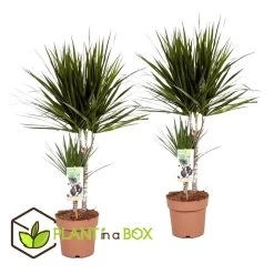 Dracaena Marginata - Set Van 4 - Drakenbloedboom - Pot 17cm - Hoogte 70-80cm -GroenThuis Voordeel 1000043669 0102