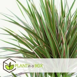 Dracaena Marginata - Set Van 4 - Drakenbloedboom - Pot 17cm - Hoogte 70-80cm -GroenThuis Voordeel 1000043669 0103