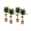 Dracaena Marginata - Set Van 4 - Drakenbloedboom - Pot 17cm - Hoogte 70-80cm -GroenThuis Voordeel 1000043669