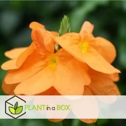 Crossandra Fortuna - Set Van 4 - Oranje Bloemen - Pot 13cm - Hoogte 20-30cm -GroenThuis Voordeel 1000043674 0102