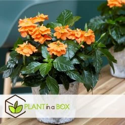 Crossandra Fortuna - Set Van 4 - Oranje Bloemen - Pot 13cm - Hoogte 20-30cm -GroenThuis Voordeel 1000043674 0103