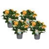 Crossandra Fortuna - Set Van 4 - Oranje Bloemen - Pot 13cm - Hoogte 20-30cm -GroenThuis Voordeel 1000043674
