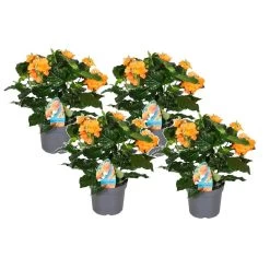 Crossandra Fortuna - Set Van 4 - Oranje Bloemen - Pot 13cm - Hoogte 20-30cm