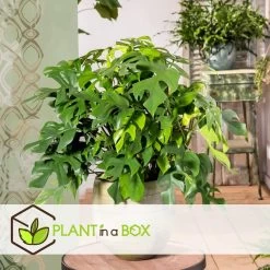 Monstera Minima - Pot 12cm - Hoogte 20-30cm -GroenThuis Voordeel 1000043676 0101