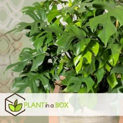 Monstera Minima - Pot 12cm - Hoogte 20-30cm -GroenThuis Voordeel 1000043676 0103