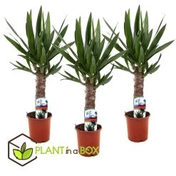 Yucca Elephantipes - Set Van 3 - Pot 14cm - Hoogte 50-60cm -GroenThuis Voordeel 1000043682 0101