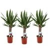 Yucca Elephantipes - Set Van 3 - Pot 14cm - Hoogte 50-60cm -GroenThuis Voordeel 1000043682