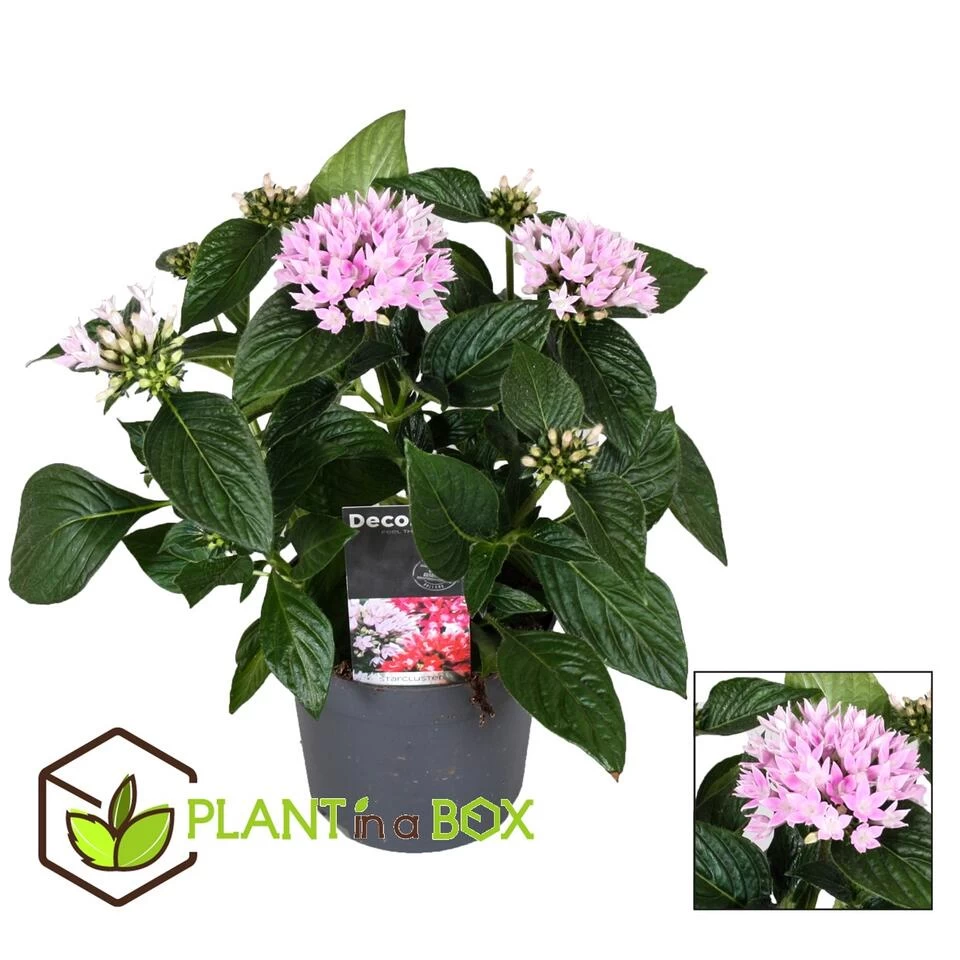 Starcluster Pentas - Rubiaceae - Mix Van 3 - Pot 13cm - Hoogte 25-45cm 4 Starcluster Pentas - Rubiaceae - Mix Van 3 - Pot 13cm - Hoogte 25-45cm - Afbeelding 2